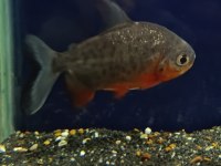 Pacu akvaryum balığı