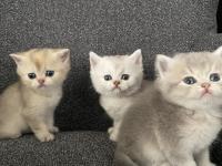 Dişi ve erkek 45 günlük yavru kediler