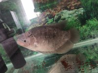 43 Cm Dev Show Boy Gurami