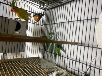 Sevda Papağanları (Uyguna)