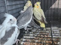 35 günlük sultan papağanlarım sahiplerine bekliyor