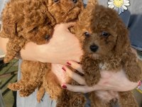 Red Brown Toy Poodle Kızlarım
