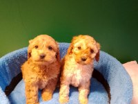 Mükemmel Maltipoo Yavrularımız