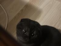 6 Aylık Black Smoke Scottish Fold