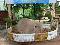 Hollanda Teddy Lop 2 Aylık Tavşan Yavrular