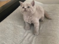 Mavi Gözlü Orjinal British Yavru Bebekler