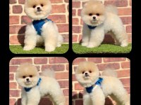 Orjinal Pomeranian Köpekler