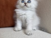 Özel Tip Silver Point British Kedimiz