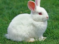 Hollanda Lop Tavşan Yetiştiriciliği