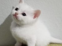 Erkek British Shorthair Sevimli Yavru 47 Günlük