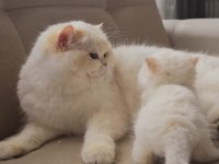 Safkan kaliteli british longhair yavru