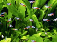 A kalitesi dört adet neon tetra
