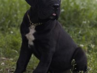 Irk Ve Sağlık Garantili Şecere Belgeli Cane Corso