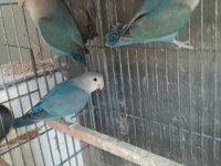 Yavru Sevda Papağanları