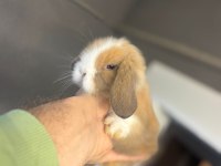 Safkan hollanda lop tavşan yavruları her yere gönderim