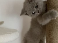 Safkan british shorthair lilac solid erkek