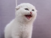 Scottish Fold Kedisi