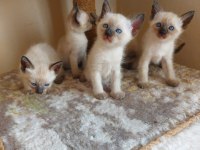 Safkan sağlıklı oyuncu siyam kedisi bebekler