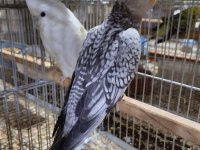 Eş sultan papağanları