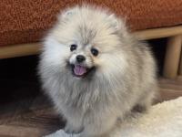 Gülen Yüz Üst Düzey Dişi Pomeranian