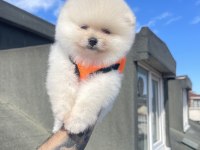 Ayı Surat Pomeranian Boo Köpeklerimiz