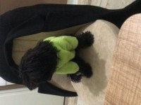 Siyah Toy Poodle 8 Aylık