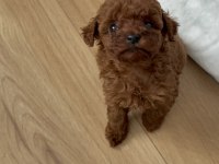 50 Günlük Dişi Kore Toy Poodle