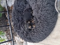 Teacup Mini Yorkshire Terrier