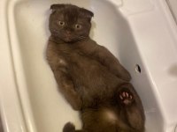 Scottish fold brown erkek