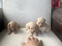 Sıfır Numara Maltipoo Ve Poodle Yavrular