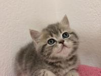 Güzeller Güzeli British Çocuklarımız