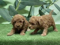 Gönderim imkanı ile toy poodle yavrular
