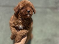 Maltipoo Yavruları 3 Aylık