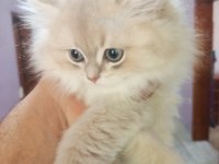 Saf Kan British Longhair Golden Yavrular