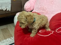 Dişi Aylık Poodle