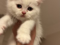 Eğitimleri Tam Kediler Yeni Yuvasını Arıyor