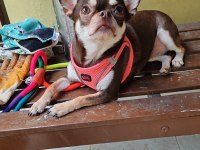 Chihuahua 2,5 Yaş Ped Eğitimli