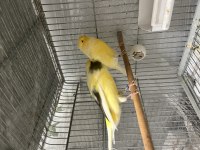 Erkek Yorkshire Kanarya