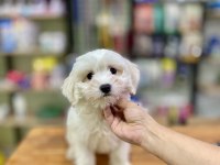Pamuk gibi maltese terrier yavrumuz