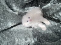 Maviş 35 Günlük Longhair Scottish Üzgün Ayı Surat