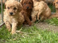 Uygun Fiyatlı Ev Hayvanları Üretim Yerinden Yasal Ve Kayıtlı Köpekler