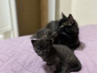 Kedilerimize Kalıcı Yuva Aranıyor