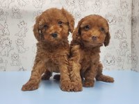 Yavru Toy Poodle