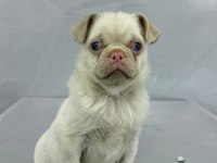 Pink pug erkek yavru