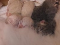 British Ve Scottish 4 Yavru