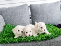 Tuvalet eğitimli karbeyaz lekesiz maltese minnaklarım