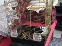 1 Adet Erkek Yavru 6 Aylık Muhabbet Kuşu Ve 2 Adet Kuş Kafesi