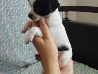 47 Günlük Elma Kafa Chihuahua Yavrular..