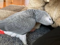 Full Eğitimli Jako Papağanı Yavru