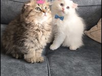 British longhair bebeklerim yuva arıyor